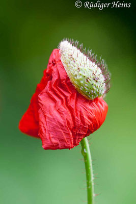 Papaver rhoeas (Klatschmohn), 24.6.2007