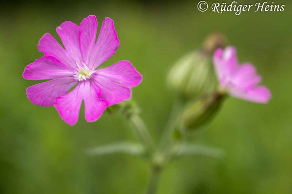 Silene dioica, Rote Lichtnelke