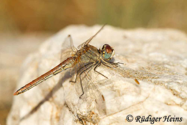 Sympetrum fonscolombii (Frühe Heidelibelle) Weibchen, 29.10.2015