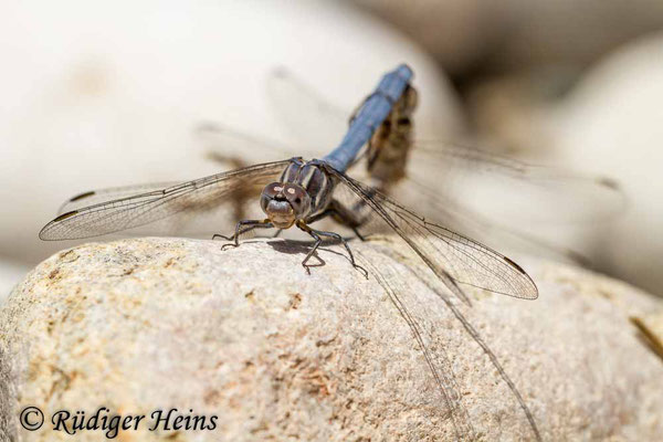 Orthetrum taeniolatum (Zierlicher Blaupfeil) Paarung, 15.5.2015