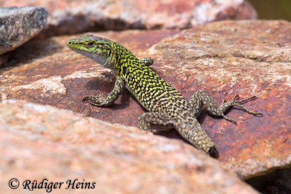 Podarcis tiliguerta (Tyrrhenische Mauereidechse)