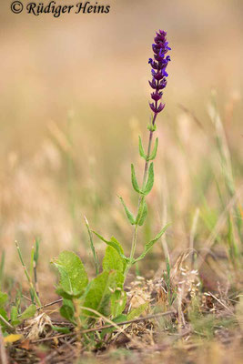 Salvia nemorosa (Steppen-Salbei), 5.6.2022