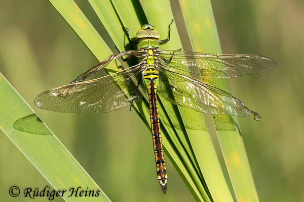 Anax imperator, Große Königslibelle, Weibchen beim Schlupf