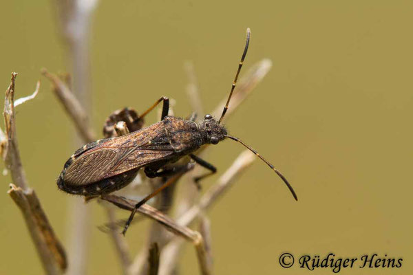 Alydus calcaradus (Rotrückiger Irrwisch)