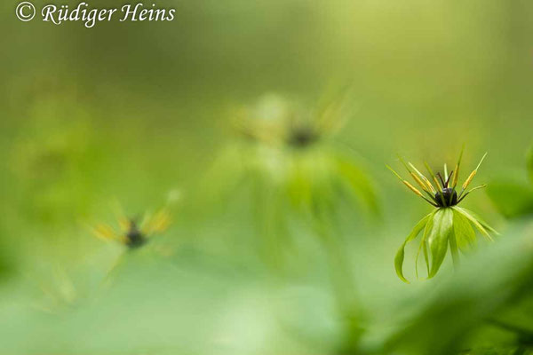 Paris quadrifolia (Vierblättrige Einbeere)