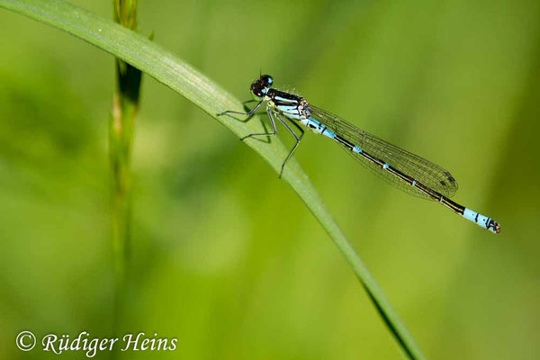 Coenagrion lunulatum (Mond-Azurjungfer) Männchen, 18.5.2017