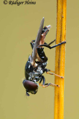 Tropidia scita (Keulen-Grashalmschwebfliege), 3.7.2020
