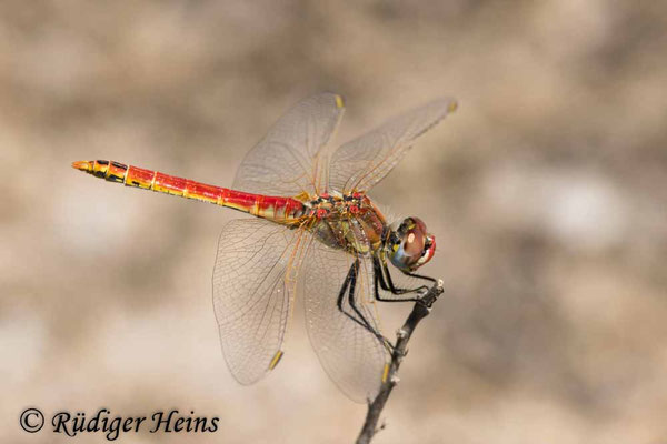 Frühe Heidelibelle (Sympetrum fonscolombii) Männchen