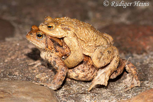 Bufo bufo (Erdkröte) Paarung, 24.3.2010
