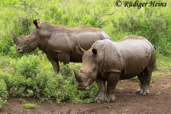 Ceratotherium simum (Breitmaulnashorn), 25.1.2019