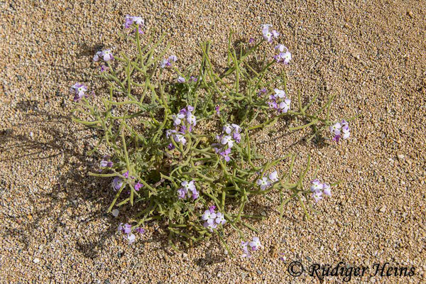 Matthiola tricuspidata (Dreihörnige Levkoje), 19.5.2024