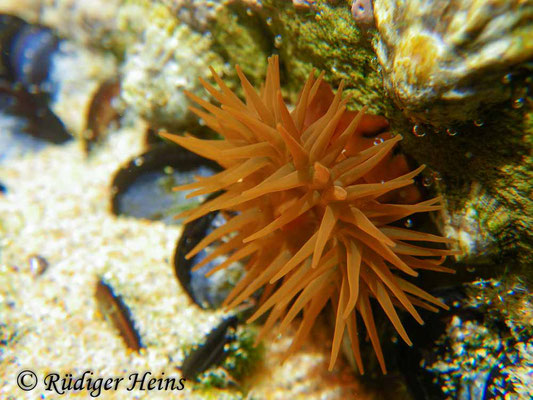 Actinia equina (Pferdeaktinie), 25.9.2016