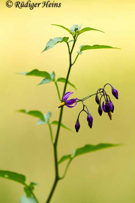 Solanum dulcamara (Bittersüßer Nachtschatten), 2.8.2017