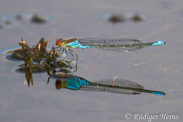Erythromma viridulum (Kleines Granatauge) Männchen, 11.8.2021