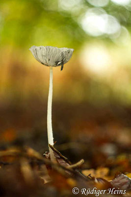 Coprinopsis lagopus (Hasenpfote), 24.10.2017