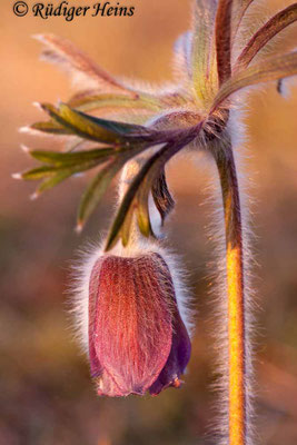 Pulsatilla pratensis (Wiesen-Kuhschelle)