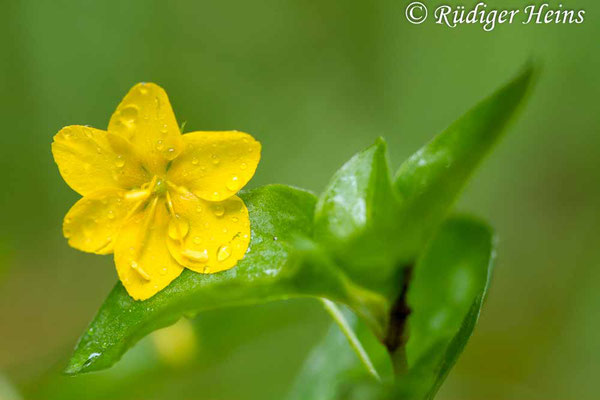 Lysimachia nemorum (Hain-Gilbweiderich), 30.5.2018