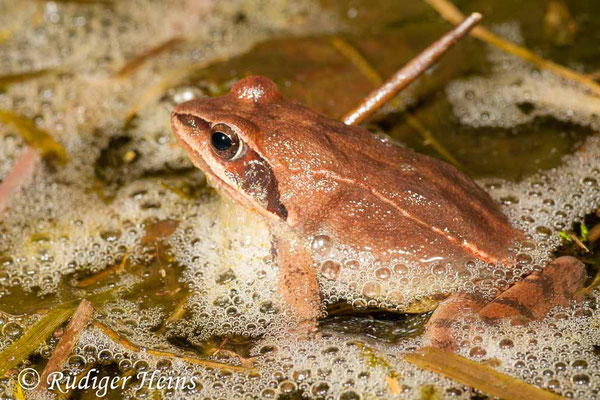 Rana dalmatina (Springfrosch) Männchen, 25.3.2010