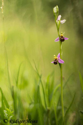 Ophrys apifera (Bienen-Ragwurz)
