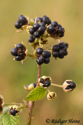 Rubus caesius (Kratzbeere)