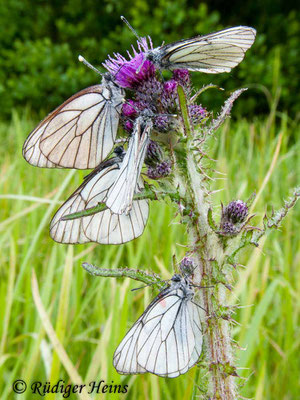 Aporia crataegi (Baum-Weißling), 17.6.2010