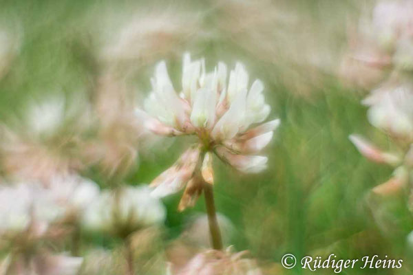 Trifolium repens (Weißklee)