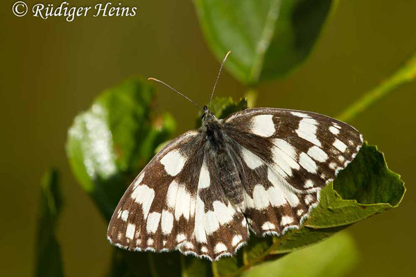 Melanargia galathea (Schachbrett oder Damenbrett), 12.7.2018