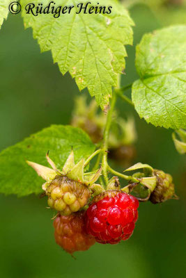 Rubus idaeus (Himbeere), 13.7.2017