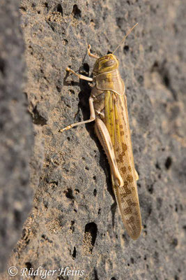 Anacridium aegyptium (Ägyptische Wanderheuschrecke)