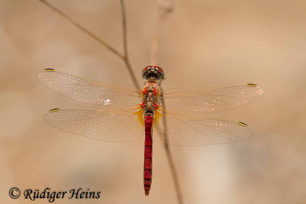 Sympetrum fonscolombii (Frühe Heidelibelle) Männchen, 31.7.2015