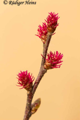 Myrica gale (Gagelstrauch) weibliche Blüte, 10.4.2019