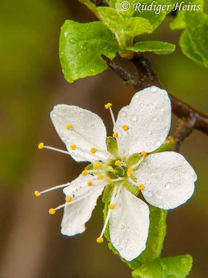 Prunus spinosa (Schlehe oder Schwarzdorn), 1.5.2010