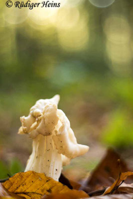 Helvella crispa (Herbst-Lorchel), 23.10.2021