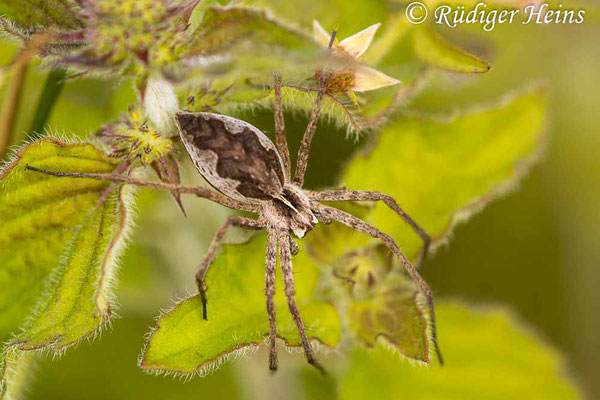 Pisaura mirabilis (Listspinne ), 13.7.2021