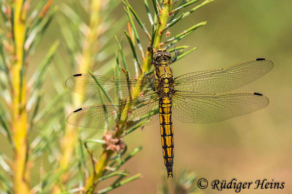 Orthetrum cancellatum (Großer Blaupfeil) Weibchen, 24.6.2023