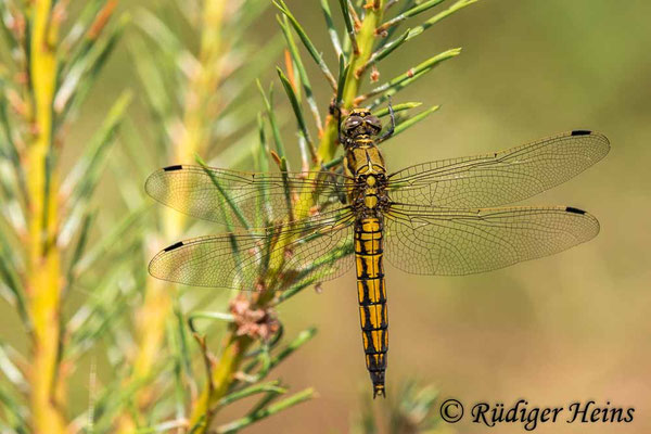 Orthetrum cancellatum (Großer Blaupfeil) Weibchen