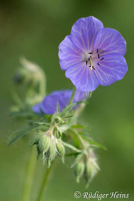 Geranium pratense (Wiesen-Storchschnabel), 9.6.2016