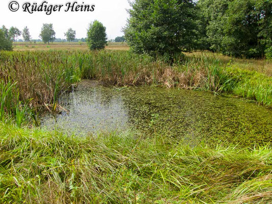 Aeshna mixta, Herbst-Mosaikjungfer, Fortpflanzungsgewässer