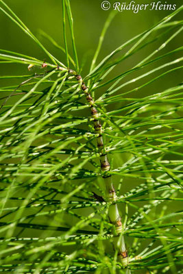 Equisetum telmateia (Riesen-Schachtelhalm), 29.6.2019