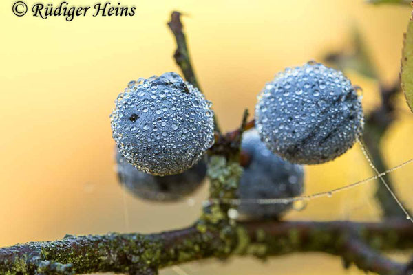 Prunus spinosa (Schlehe oder Schwarzdorn)