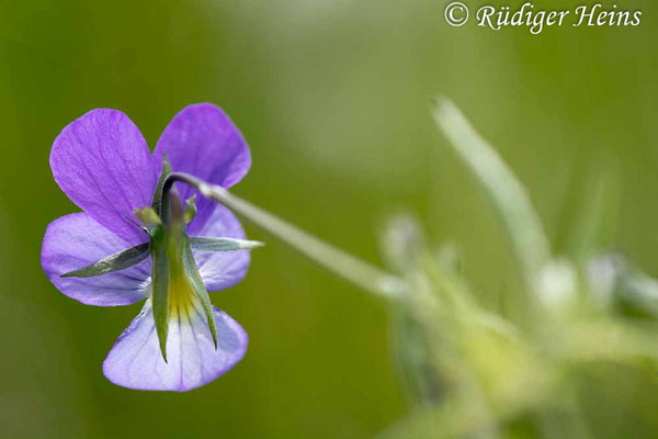 Wildes Stiefmütterchen (Viola tricolor), 15.7.2024 - Makroobjektiv 180mm f/3.5