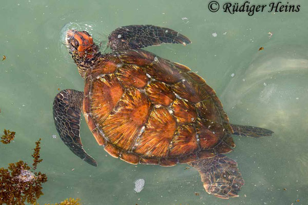 Chelonia mydas (Grüne Meeresschildkröte), 17.2.2020