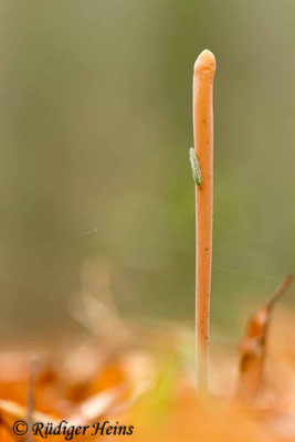 Macrotyphula fistulosa (Röhrige Keule), 31.12.2018