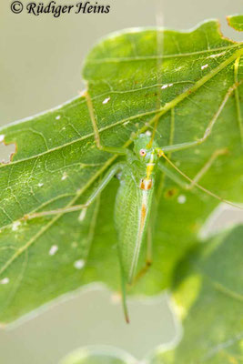 Meconema thalassinum (Gemeine Eichenschrecke) Weibchen, 3.8.2019