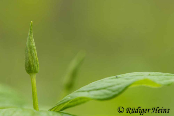 Paris quadrifolia (Vierblättrige Einbeere) Knospe, 13.5.2021 - Makroobjektiv 180mm f/3.5