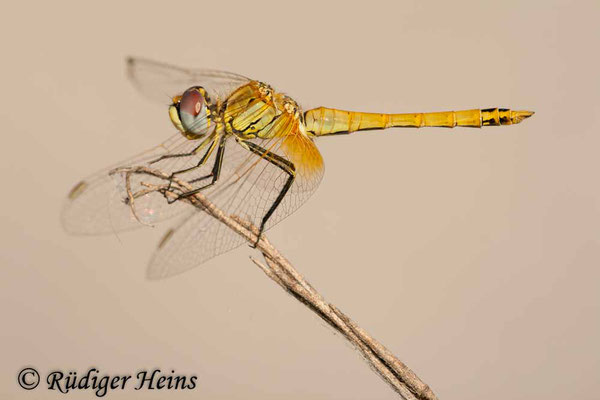 Sympetrum fonscolombii (Frühe Heidelibelle) Männchen, 6.7.2010