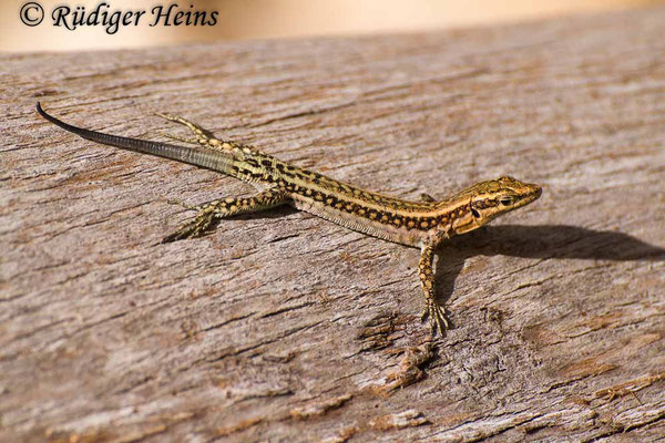 Anatololacerta oertzeni (Südwestanatolische Eidechse)