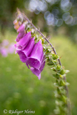 Digitalis purpurea (Roter Fingerhut), 14.6.2024