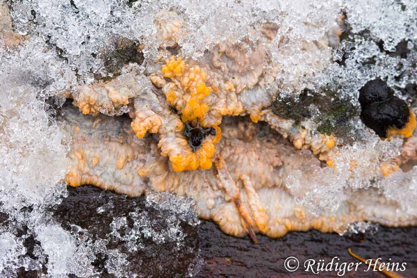 Orangeroter Kammpilz (Phlebia radiata), 20.11.2024 - Makroobjektiv 100mm f/2.8