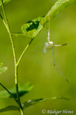 Tettigonia viridissima (Grünes Heupferd) Exuvie vom Weibchen, 6.7.2017